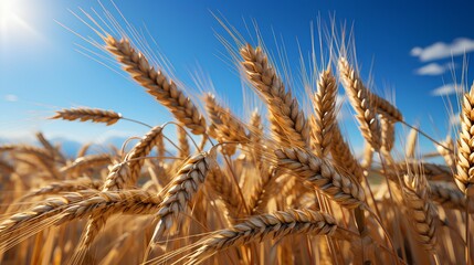 A large field with yellow bright juicy ears of wheat against a background of a clear blue sky with white clouds. Close-up of an agricultural harvest.