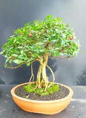 Beautiful bonsai flower tree in a pot in garden centers. Bonsai flowers have large stems or...