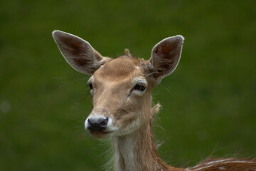 Beautiful brown deer in New Zealand
