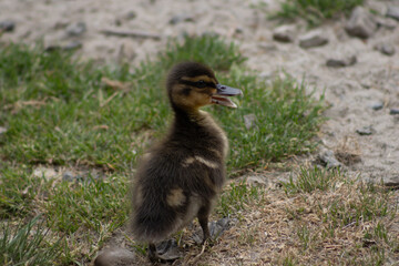 Cute little New Zealand duckling
