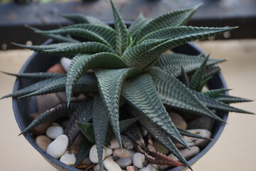 Haworthia limifolia variegated cactus plant that grows in pots and makes home decorations