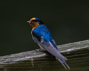 Beautiful bluebird in New Zealand