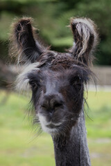 Close up of a alpaca