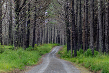 Fototapeta premium Road through woods in New Zealand