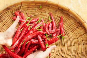 Red spicy Chili Pepper, food ingredients
