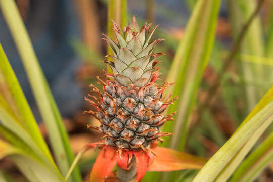 The pineapple tree is producing fruit.