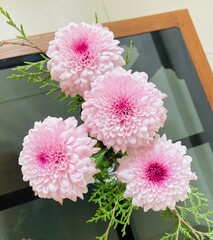 pink chrysanthemum flowers in vase