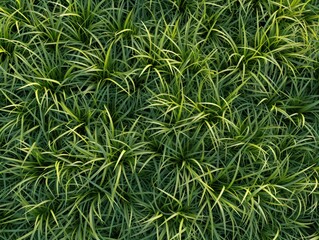 Green grass texture background. Top view of green grass in garden.