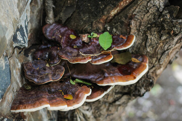 mushrooms on a tree