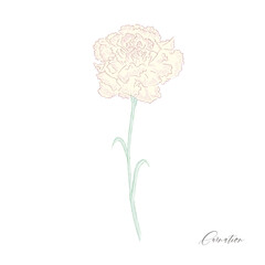 carnation-white