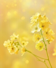 Fototapeta na wymiar Macro view of mustard flowers