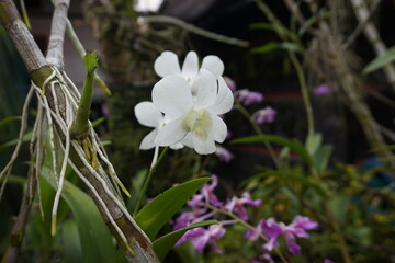White dendrobium orchid in bloom
