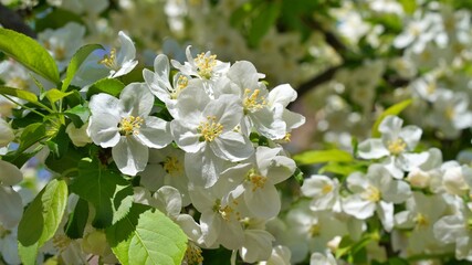 Beautiful spring flowers in Korea