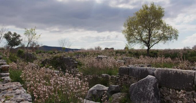 A field of stones with a tree in Miletus.