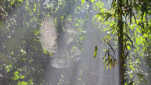 Beautiful Northern golden orb weaver (Nephila pilipes) web in backlight in Lawachara National Park, Bangladesh.