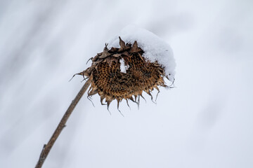 Dry sunflowers under the snow. Winter