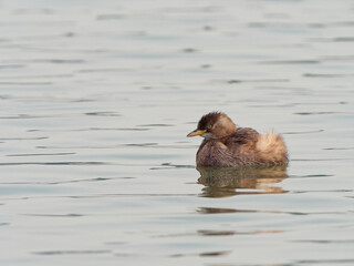 Little grebe bird (Tachybaptus ruficollis) also known as dabchick swimming on lake.
