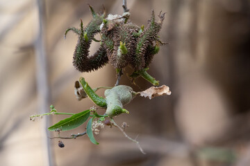 El achiote, ​ urucú, ​ rocú, onoto, bija o benis es una especie botánica arborescente de la familia de las bixáceas