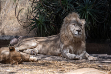 Lion at the zoo in Puebla, México