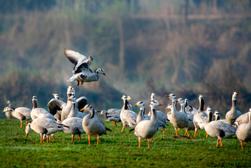 The bar-headed goose is a goose that breeds in Central Asia in colonies of thousands near mountain lakes and winters in South Asia, as far south as peninsular India
