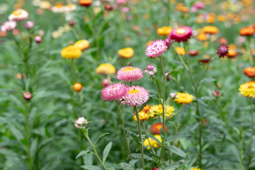 Xerochrysum bracteatum or Colorful Straw flowers also known as Helichrysum bracteatum, paper flower plant at Phu Hin Rong Kla, Phitsanulok, Thailand.	