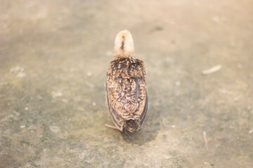 A little chicken is sick and the background is blurred