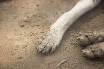 a dog's legs on the ground