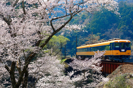 A local train traveling on a bridge by a flourishing cherry blossom ( Sakura ) tree near Kawane Sasamado Station of Oigawa Railway in Shimada, Shizuoka, Japan ~ Spring scenery of Japanese countryside