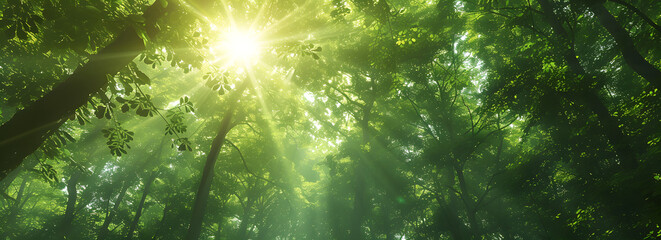 Fototapeta na wymiar Panoramic view of a forest with sun rays piercing through the trees, creating a beautiful sunrise over the green landscape. A depiction of the serene and natural beauty of a green forest in nature.