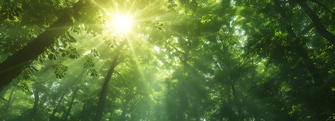 Fotobehang Panoramic view of a forest with sun rays piercing through the trees, creating a beautiful sunrise over the green landscape. A depiction of the serene and natural beauty of a green forest in nature. © jex