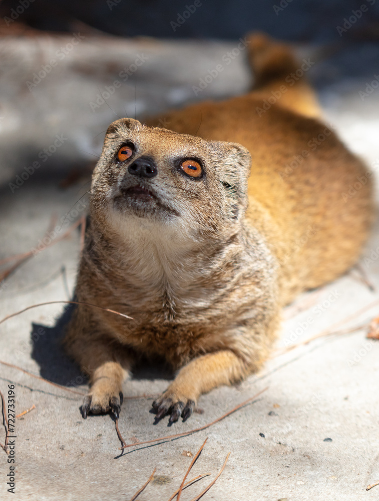 Sticker portrait of a meerkat at the zoo