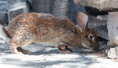 A rabbit is walking on a farm