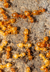 Yellow ants on the ground. Close-up
