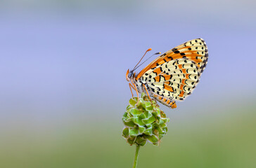 red butterfly on green plant, Persian Fritillary, Melitaea persea