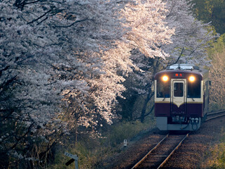 朝陽が当たる桜の花と列車