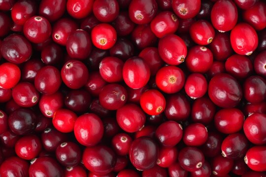 Background of fresh cranberries