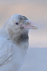 A rare white raven with bright blue eyes, the result of leucism caused by the lack of melanin pigment, in Anchorage, Alaska.