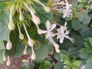 Clerodendrum calamitosum flowers blooming in the garden