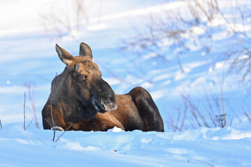 A young bull moose in snowy Alaska terrain.