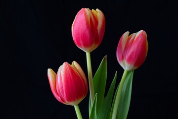 Bouquet of red-yellow tulips on a black background
