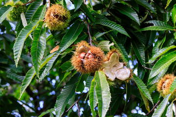北海道由仁町、熟してイガが割れた栗【10月】