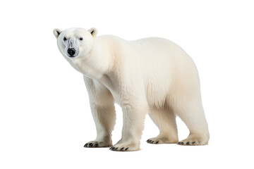 A majestic polar bear walking isolated on transparent background