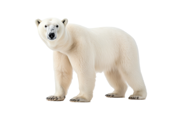 A majestic polar bear walking isolated on transparent background