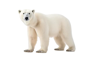 Foto op Canvas A majestic polar bear walking isolated on transparent background © Ameer