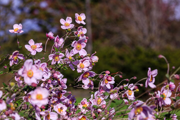 北海道由仁町、風にそよぐシュウメイギク（秋明菊）【10月】
