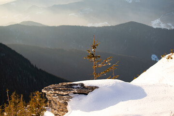 Beautiful landscape with snow covered fir trees and snowdrifts.