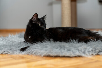 black cat lying, sleeping, looking, playing on shaggy rug, carpet, mat in front of cat house. in...