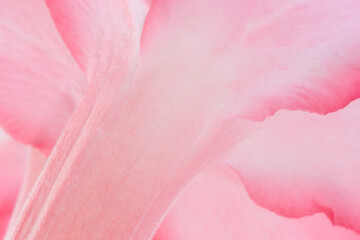 Macro shot of pink Adenium flower on natural light background.