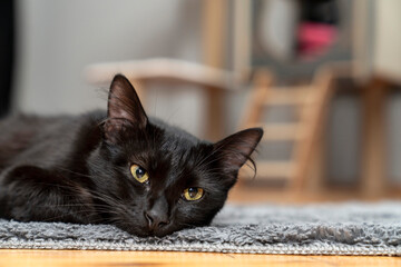 black cat lying, sleeping, looking, playing on shaggy rug, carpet, mat in front of cat house. in front of cat scratching house. wooden cat tree. cat, pet portrait. pet ownership, pet friendly.