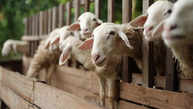 A herd of a group of cute young sheep in a paddock on a farm behind a wooden corral stand and eat fresh grass, agriculture
